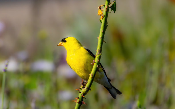 野生动物，徒步旅行和自然图片下载