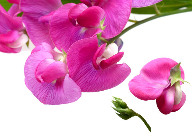 甜豌豆(Lathyrus Latifolius珍珠粉)花图片下载
