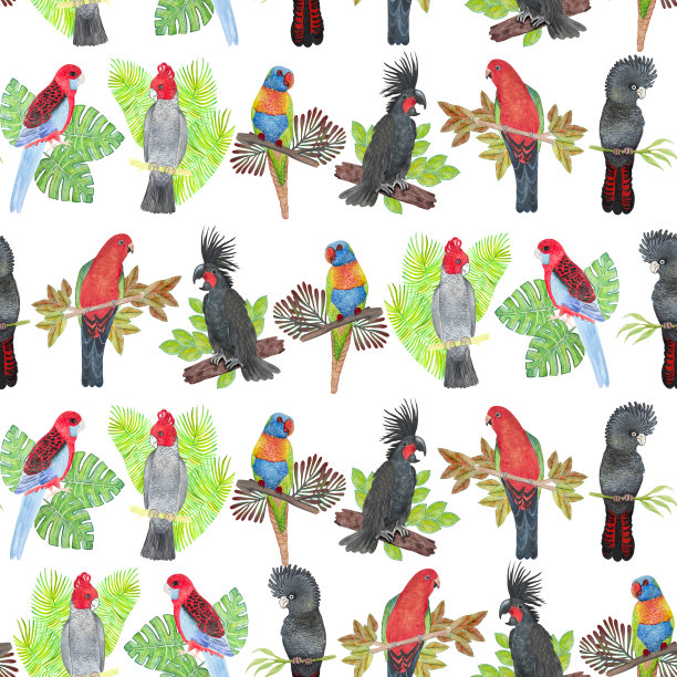 无缝水彩图案与鹦鹉生活在澳大利亚。图片下载