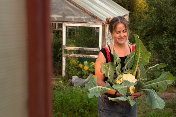 在花园里拿着新鲜花椰菜头的妇女。概念秋收和感恩节图片下载