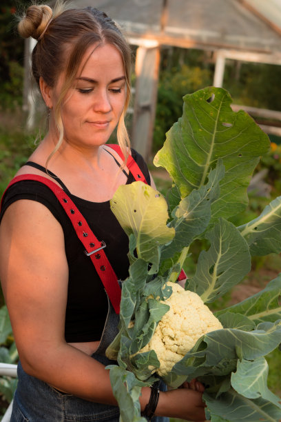 在花园里拿着新鲜花椰菜头的妇女。概念秋收和感恩节图片下载
