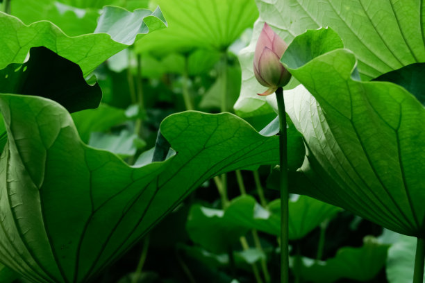 日本东京忍野池塘的佛教莲花图片下载