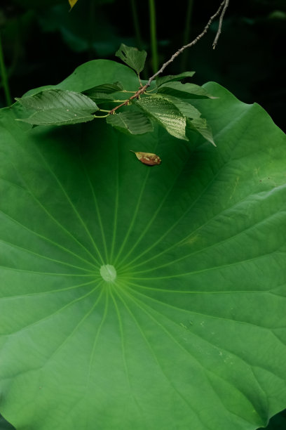 日本东京不忍池的荷叶图片下载