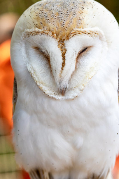 睡仓鸮图片下载