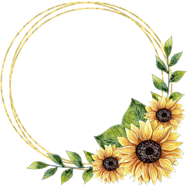 水彩向日葵花框架设计孤立的白色背景。图片下载
