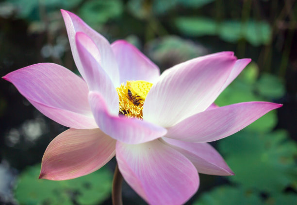 美丽的粉红色印度荷花花蕾与一群蜜蜂和蜜蜂花粉一朵莲花盛开的特写图片下载
