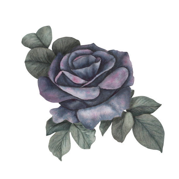 黑暗哥特式玫瑰与树叶神奇的空间纹理隔离在白色的背景。水彩手绘植物插图。艺术设计神秘的万圣节巫婆装饰，可怕的贺卡图片下载