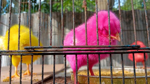 色彩斑斓的小鸡图片下载