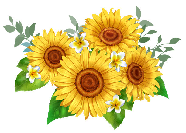 向日葵和鸡蛋花花束插图图片下载