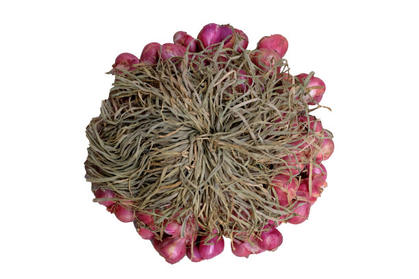 一束红洋葱孤立在白色的背景上图片下载