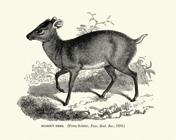 米奇的鹿 （伊拉福杜斯头孢子米西亚努斯）图片下载