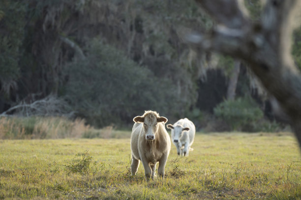 在农田草地上喂牛。在温暖的夏日里，奶牛在绿色的农场牧场上吃草图片下载