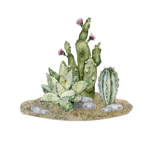 沙子、石头、仙人掌和多肉植物的成分。家工厂。Florarium。水彩插图。高质量的插图组成的沙子，石头，仙人掌和多肉植物。家工厂。Florarium。水彩插图。高质量插图图片下载