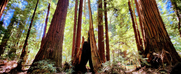 红色的木头图片下载