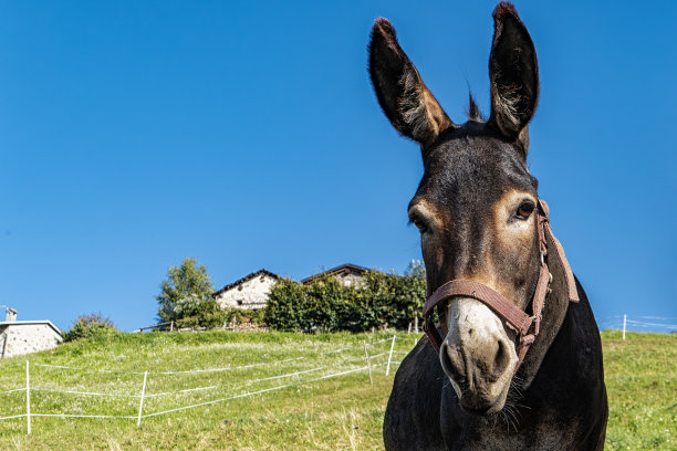 乡村里的驴特写图片下载