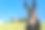 乡村里的驴特写图片下载