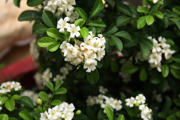 橙色茉莉(Murraya paniculata)(侏儒品种)的白色花朵在绿色的叶子中(图片来源:Sanjiv Shukla)图片下载