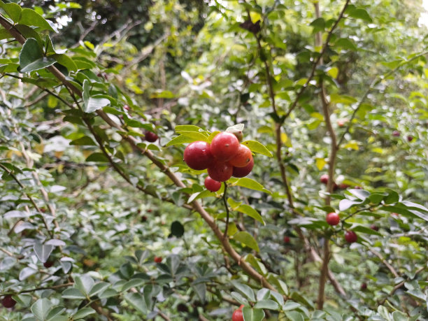 在越南湄公河三角洲的花园里的三叶红或酸橙莓或酸橙莓图片下载