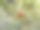 在越南湄公河三角洲的花园里的三叶红或酸橙莓或酸橙莓图片下载