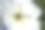 一只蜻蜓在牡丹花上。一只大蜻蜓。掠食性昆虫。图片下载