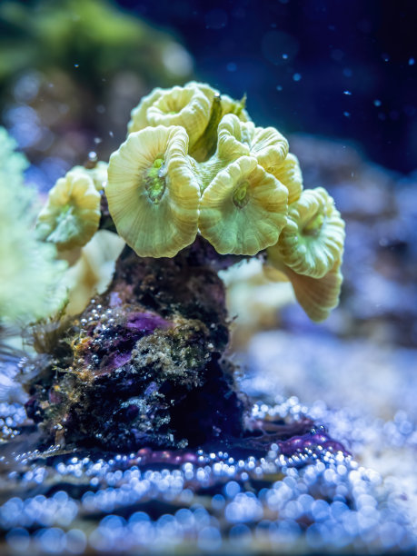 一群具有花瓣状结构的珊瑚(中)图片下载