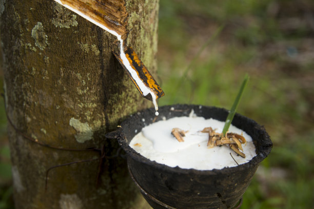 泰国南部高遥岛的橡胶林有机种植园。图片下载
