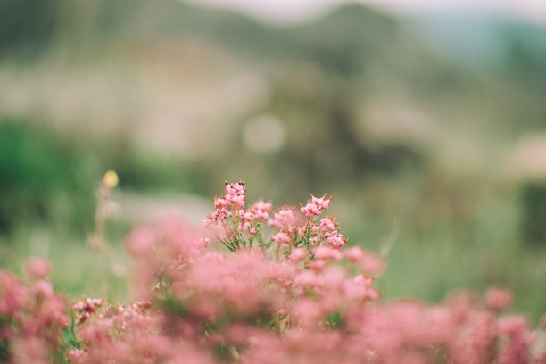 粉红色的小野花图片下载