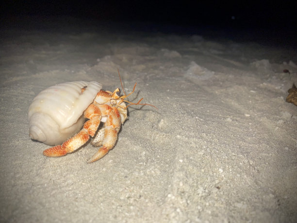 马尔代夫海滩上的陆地寄居蟹。壳光滑，沙洁白。关闭了。图片下载