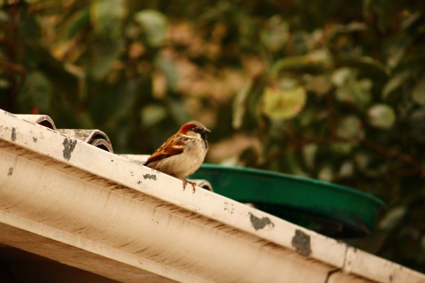 屋顶阴沟上的雄性麻雀图片下载