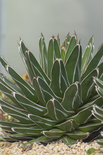 一种特殊的绿色仙人掌图片下载