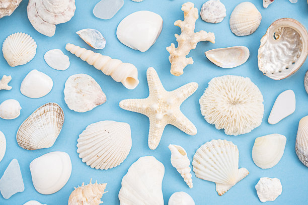 海上夏季型。海贝、海星、珊瑚等各种沙滩寻找布局。图片下载