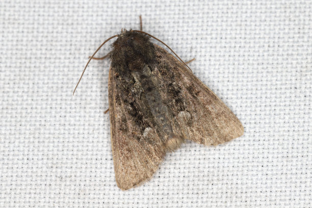 坐在窗帘上的飞蛾被光线吸引进了屋子。图片下载