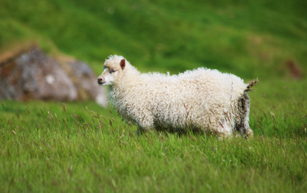 在法罗群岛海岸线上吃草的小羊。绿色风景园林图片下载