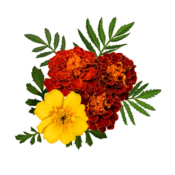 白色背景上孤立的橙黄色万寿菊花与叶子图片下载