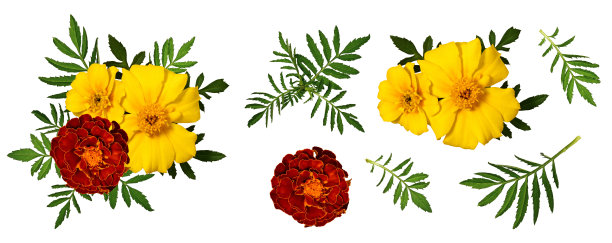 万寿菊花卉组合图片下载