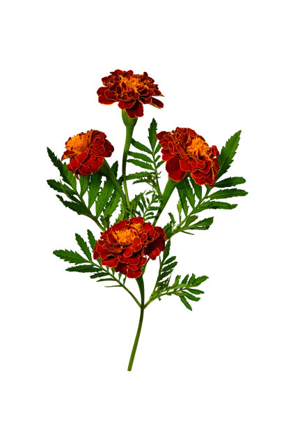 万寿菊花卉组合图片下载