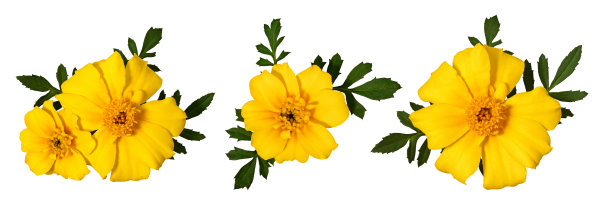 白色背景上孤立的黄色万寿菊花朵和叶子组合图片下载