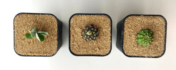 Cactusss图片下载