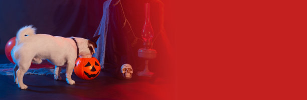 横幅万圣节庆祝概念。有趣的狗吃从万圣节南瓜复印空间图片下载