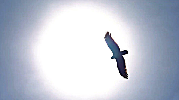 鸟和美丽的自然景观图片下载