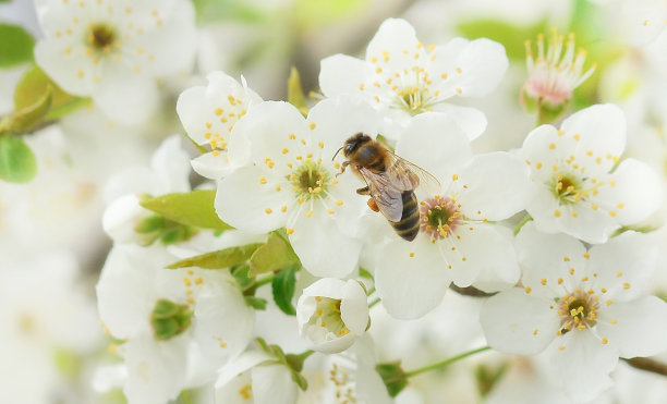蜜蜂栖息在樱花树的花朵上，为他授粉。春天美丽的背景。横幅图片下载