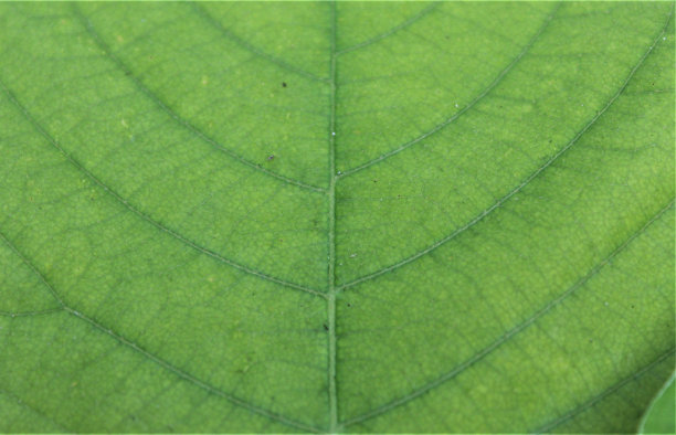 绿色的树叶图片下载