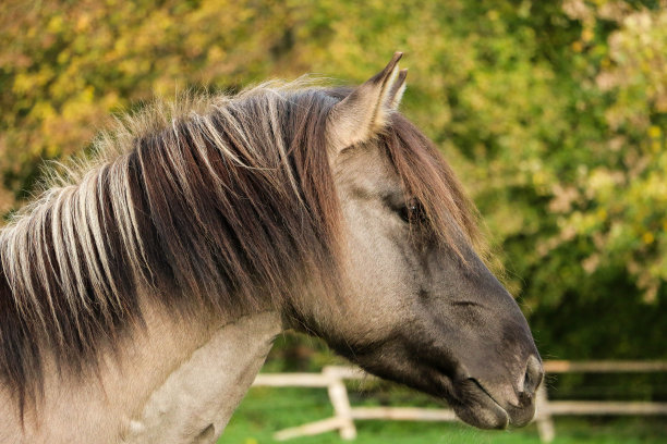 围场上一匹骏马的漂亮头像图片下载