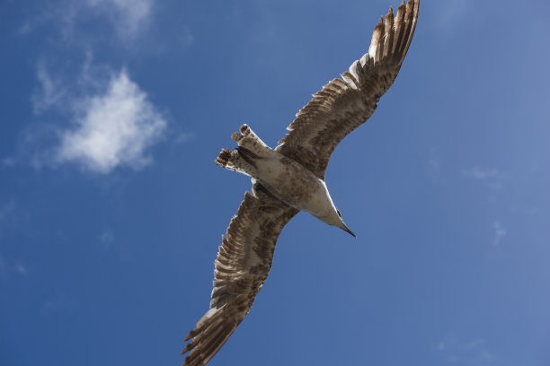 加比亚诺在volo图片下载