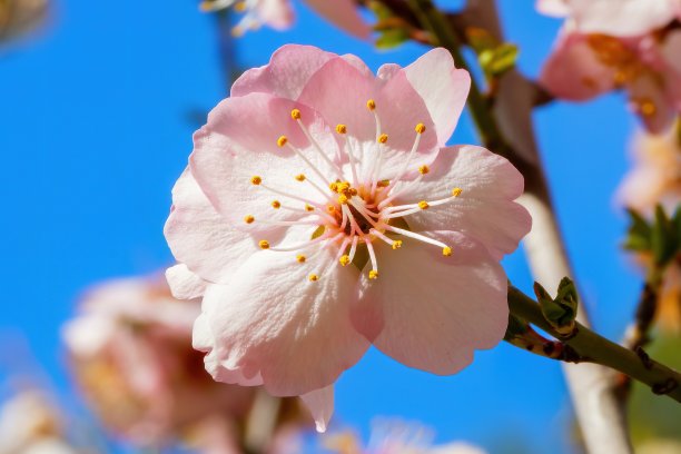 在一个阳光明媚的春日里，樱花的特写。图片下载