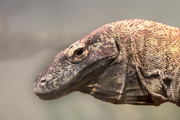 科莫多龙(varanus komodoensis)特写肖像图片下载