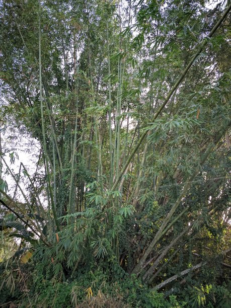 亚洲地区茂密的竹林映衬着凉爽的清晨图片下载