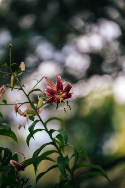 花园中盛开的粉红色百合的垂直照片图片下载