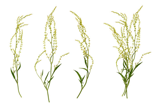 三朵黄色的野花和一束野花的示例。图片下载