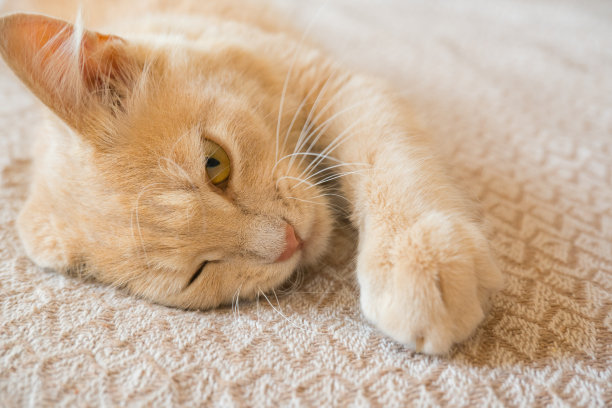 在阳光下，红猫睡在沙发上。一个舒适的家和假期的概念，一个可爱的姜黄色或姜黄色小猫。图片下载